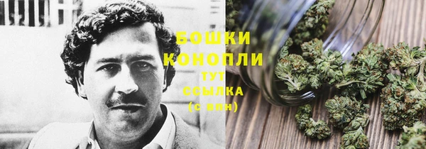 прущие грибы Вязьма