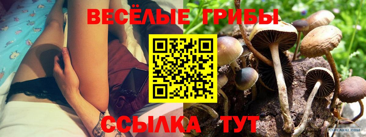 Псилоцибиновые грибы Cubensis  Вход с VPN  Ноябрьск 