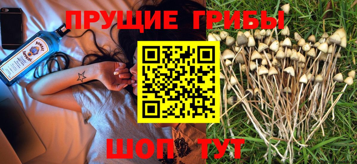 Псилоцибиновые грибы прущие грибы Ноябрьск